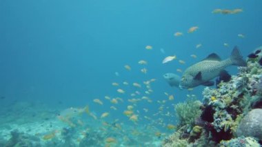 Tropikal balıklar ve mercan resifleri dalgıçlık yapıyor. Tatlı dudaklı balık. Mercanlar ve balıklarla dolu güzel bir su altı dünyası. Leyte, Filipinler.