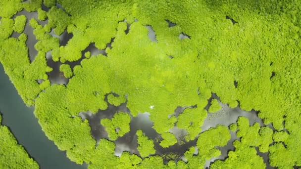 Letecký Pohled Řeky Tropických Mangrovových Lesích Mangrovová Krajina Siargao Filipíny — Stock video
