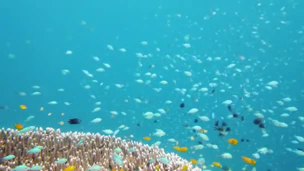 어류와 산호초가 다이빙을 합니다 세계에서는 산호와 열대어가 있습니다 필리핀 레이테 — 비디오
