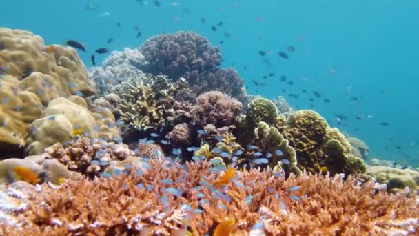 Pesci Tropicali Barriera Corallina Riprese Subacquee Mantello Marino Sott Acqua — Video Stock