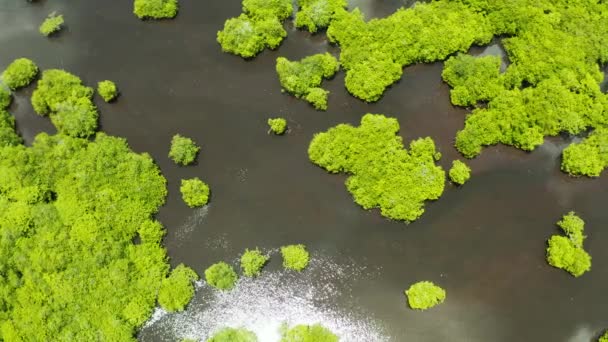 Letecký Panoramatický Pohled Les Mangrovníku Ostrově Siargao Filipínách Mangrovová Krajina — Stock video