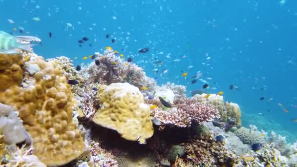 Recifes Corais Tropicais Com Peixes Corais Duros Moles Vídeo Subaquático — Vídeo de Stock