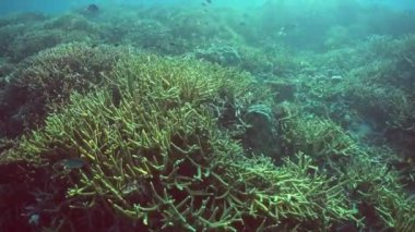 Renkli tropikal mercan resifi. Tropik mercan resifi. Su altı balıkları ve mercanlar. Sipadan, Malezya.