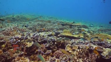 Tropikal balıklar ve mercan resifleri suyun altında. Sert ve yumuşak mercanlar, sualtı manzarası. Seyahat tatili konsepti. Sipadan, Malezya.
