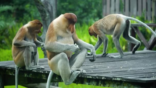 Групи Мавпах Під Час Годування Заповіднику Лабуцька Затока Малайзія — стокове відео
