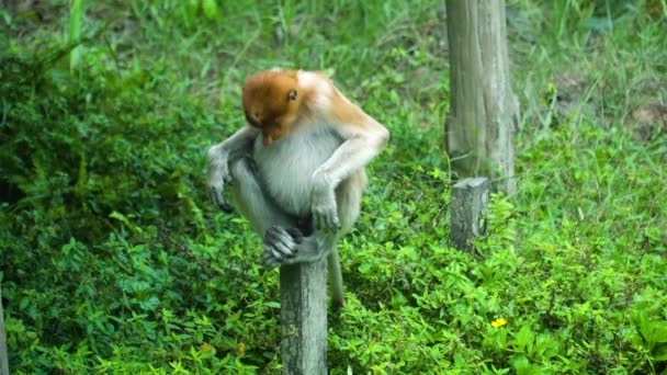 Scimmia Proboscide Tra Vegetazione Tropicale Borneo Labuk Bay Malesia — Video Stock