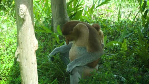 熱帯雨林に生息する原生動物のサル ボルネオだ マレーシアのラブクベイ — ストック動画