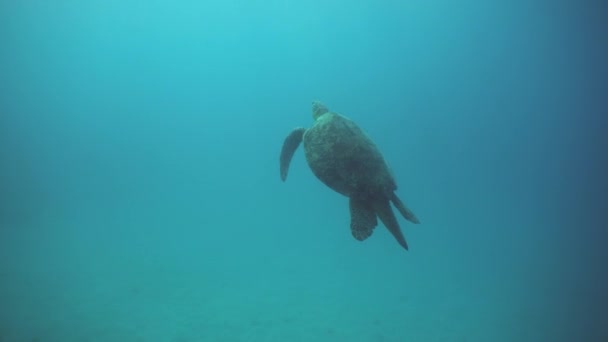 Zeegroene Schildpad Zwemt Zijn Natuurlijke Habitat Sipadan Maleisië — Stockvideo