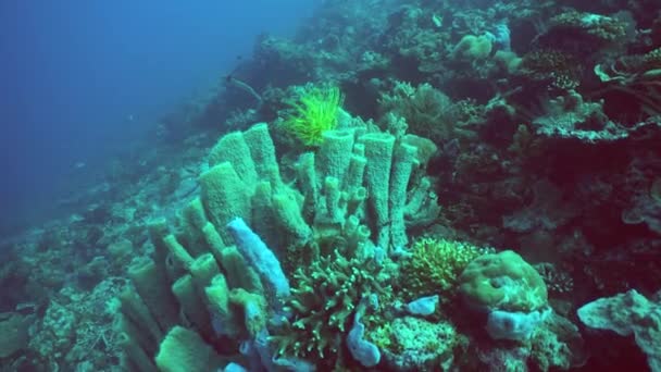 有珊瑚礁和热带鱼的海底世界 旅行度假概念 马来西亚锡帕丹 — 图库视频影像