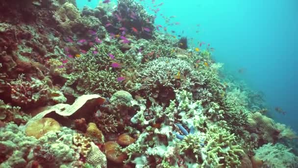 Sealife Duiken Bij Een Koraalrif Prachtige Kleurrijke Tropische Vissen Levendige — Stockvideo