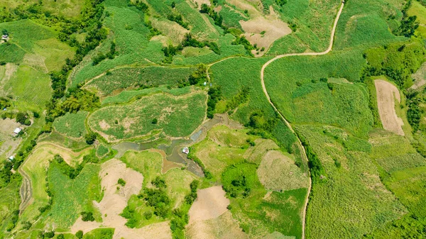 Veduta Aerea Del Paesaggio Agricolo Con Terreni Agricoli Piantagioni Canna — Foto Stock