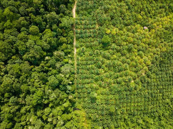 Нафтові Пальмові Плантації Дощовий Ліс Пальмова Нафта Борнео Малайзія Руйнування — стокове фото