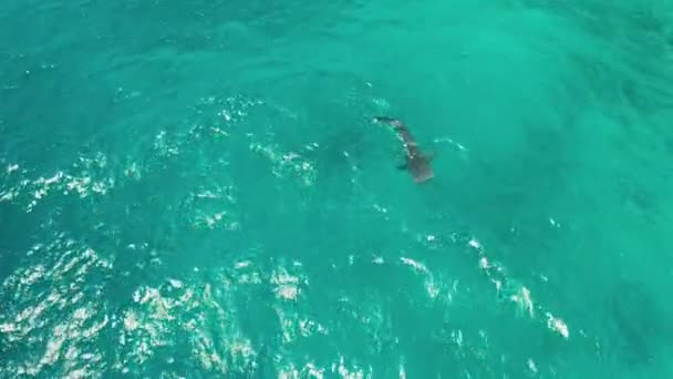 Açık Denizde Mavi Sudaki Balina Köpekbalığı Yukarıdan Vahşi Doğada Balina — Stok video