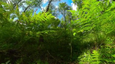 Akşamüstü güneşli yemyeşil ağaçların dipten görünüşü. Ağaç gökyüzüne karşı taçlanıyor.