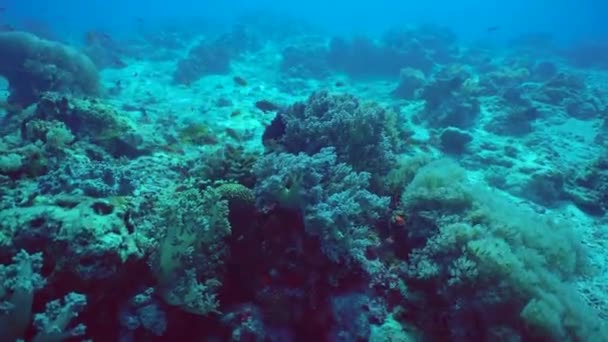 Prachtig Onderwaterlandschap Met Tropische Vissen Koralen Hard Zacht Koraal Onderwaterlandschap — Stockvideo