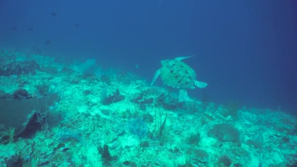 Zeegroene Schildpad Zwemt Een Prachtig Koraalrif Sipadan Maleisië — Stockvideo