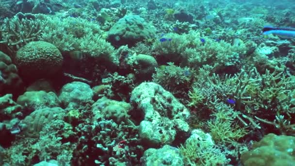 Kleurrijk Tropisch Koraalrif Scene Rif Mariene Leven Zeewereld Sipadan Maleisië — Stockvideo