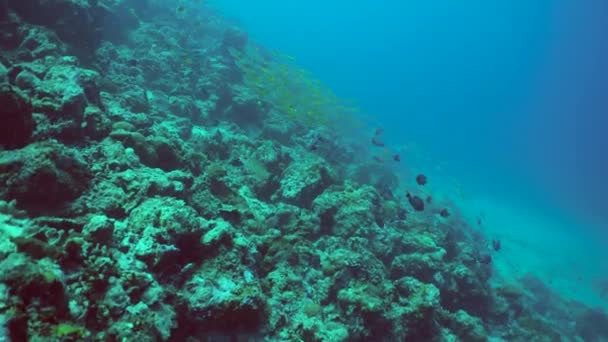 Onderwaterwereld Van Koraalrif Met Vissen Bij Het Duiken Sipadan Maleisië — Stockvideo