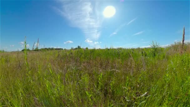 Łąki Zieloną Trawą Kwiatami Słoneczny Letni Dzień Pole Wsi Krajobraz — Wideo stockowe