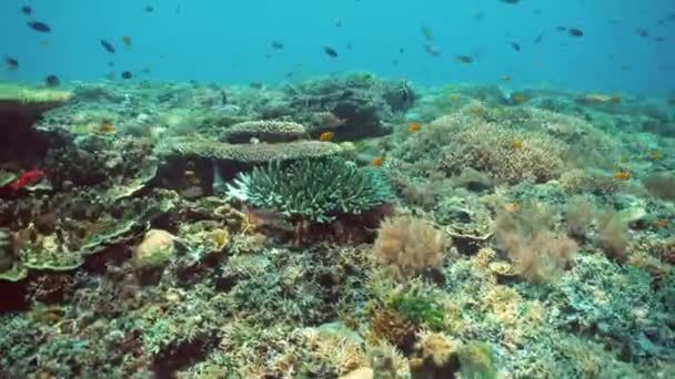 Koraal Tuin Zeegezicht Kleurrijk Tropisch Koraal Sipadan Maleisië — Stockvideo