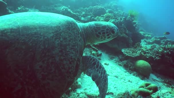 Zeeschildpadden Zwemmen Tussen Het Koraalrif Sipadan Maleisië — Stockvideo