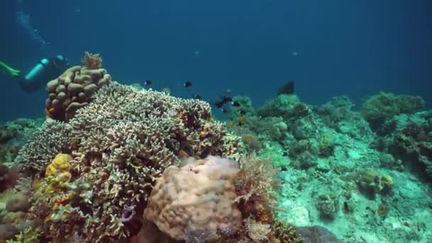 软硬珊瑚 水下景观 水下的珊瑚花园Sipadan 马来西亚 — 图库视频影像