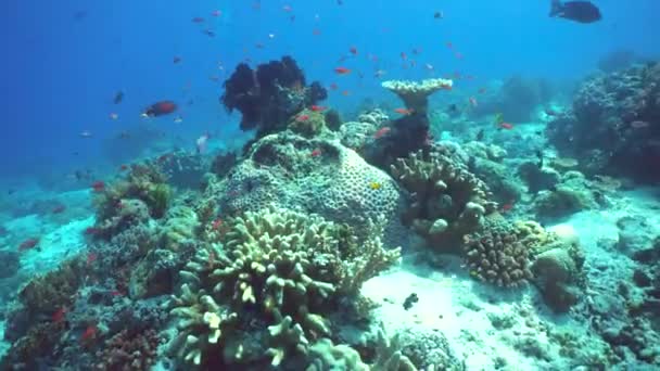 Merveilleux Beaux Poissons Coraux Colorés Sous Marins Dans Récif Tropical — Video