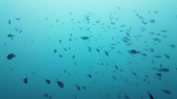 Ein Schwarm Tropischer Fische Blauem Wasser Riff Unter Wasser Mit — Stockvideo