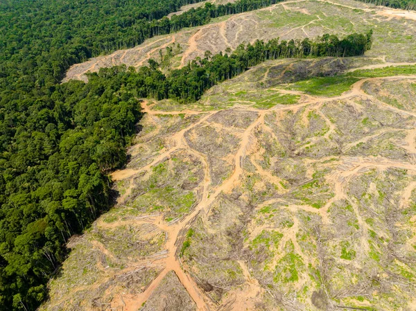 stock image Aerial drone of rainforest and jungle area cleared to make way for oil palm plantation in Borneo. Deforestation. Environmental destruction. Malaysia.