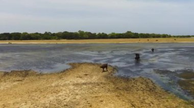 Yedekteki vahşi su buffalolarının en üst görüntüsü. Kumana Ulusal Parkı. Sri Lanka.