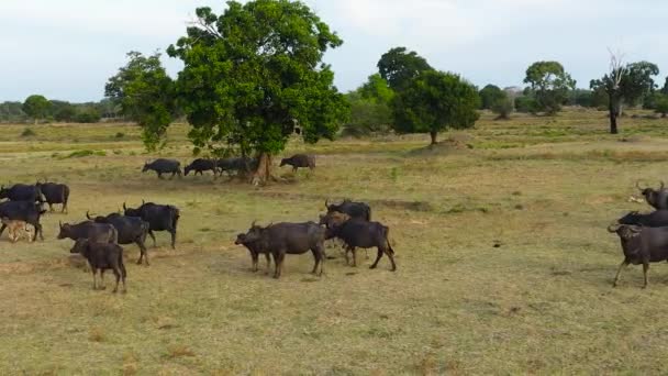 Luchtfoto Van Kudde Buffels Boerenvelden Het Nationale Park Wilde Dieren — Stockvideo