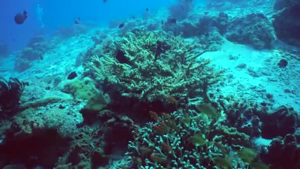 Des Poissons Sous Marins Poissons Tropicaux Récifs Coralliens Sous Marins — Video