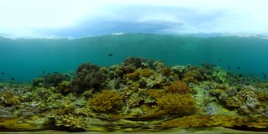 Mavi Deniz Suyu ve Tropikal Balık. Tropik sualtı balığı. Filipinler. Sanal Gerçeklik 360.