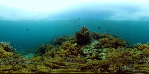산호초입니다 물고기와 바다에 물고기들 필리핀 360 — 스톡 사진
