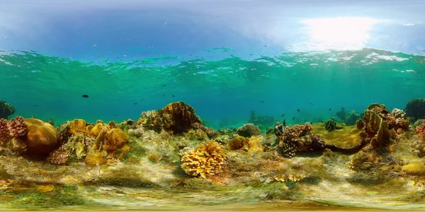 カラフルな熱帯のサンゴ礁 ハードと柔らかいサンゴ 水中の風景です 旅行休暇のコンセプト フィリピンだ 360パノラマVr — ストック写真