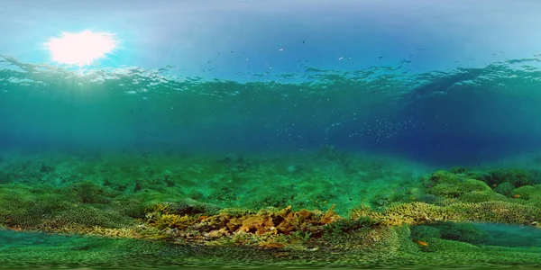 Tropikalna Rafa Koralowa Podwodne Tropikalne Życie Tropikalne Podwodne Ryby Morskie — Zdjęcie stockowe