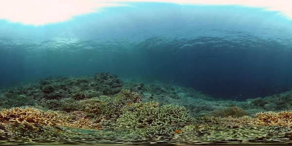 Recifes Cena Vida Marinha Mundo Mar Subaquático Recife Peixe Marinho — Fotografia de Stock