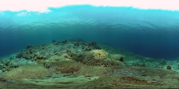 Underwater Fish Reef Marine Tropical Colourful Underwater Seascape Philippines Virtual — Stock Photo, Image