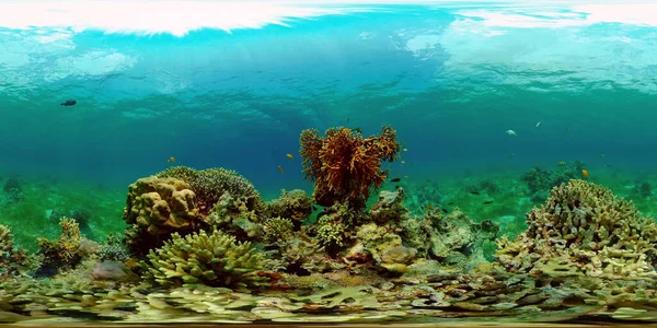 Koraalrif Scène Kleurrijk Onderwater Zeegezicht Prachtig Zacht Koraal Zeekoraalrif Filippijnen — Stockfoto