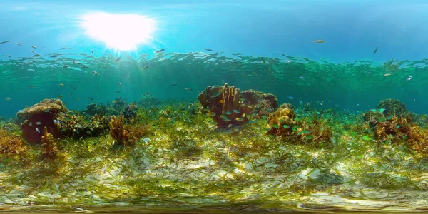 Tropical Fishes Coral Reef Escena Submarina Colorido Arrecife Coral Tropical — Foto de Stock
