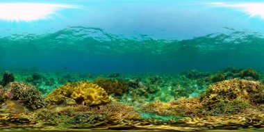 Tropikal balık ve mercanlarla dolu güzel sualtı manzarası. Hayat mercan kayalıkları. Su altındaki resif mercan bahçesi. Filipinler. 360 panorama VR