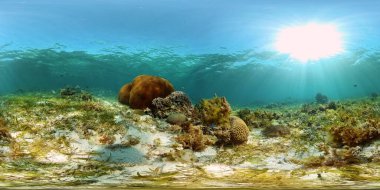 Tropikal balık ve mercanlarla dolu güzel sualtı manzarası. Filipinler. 360 panorama VR
