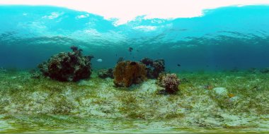 Tropik sualtı balığı. Renkli tropikal mercan resifi. Sahne resifi. Filipinler. Sanal Gerçeklik 360.