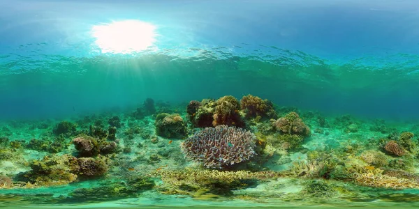 Peixes Tropicais Recifes Coral Mergulho Mundo Subaquático Com Corais Peixes — Fotografia de Stock