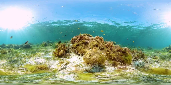 Τροπικά Ψάρια Και Κοραλλιογενείς Ύφαλοι Ωραίος Υποβρύχιος Κόσμος Κοράλλια Και — Φωτογραφία Αρχείου