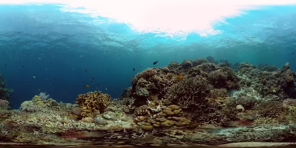 Korallrev Vatten Med Tropisk Fisk Hårda Och Mjuka Koraller Undervattenslandskap — Stockfoto