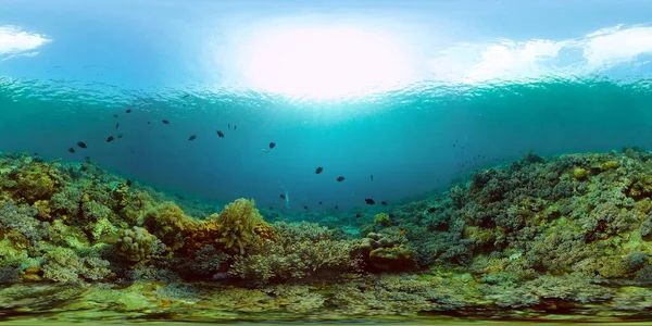 Scena Koralami Rafowymi Tropikalne Podwodne Ryby Morskie Twarde Miękkie Korale — Zdjęcie stockowe
