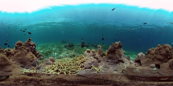 Τροπική Πολύχρωμη Υποβρύχια Θάλασσα Υποβρύχιος Κόσμος Χρωματιστά Ψάρια Και Κοραλλιογενή — Φωτογραφία Αρχείου