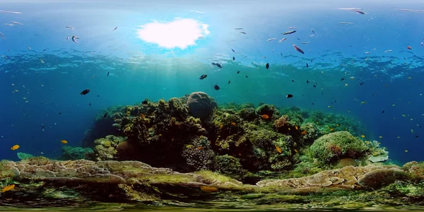 Tropiskt Korallrev Undervattensfiskar Och Koraller Marint Undervattensrev Filippinerna Virtuell Verklighet — Stockfoto