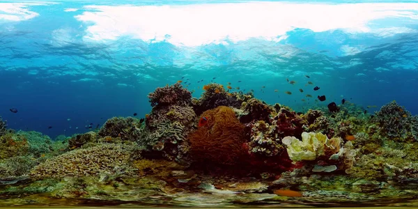 Koraalrif Onder Water Met Vissen Zeeleven Koraalrif Tropische Vissen Filippijnen — Stockfoto